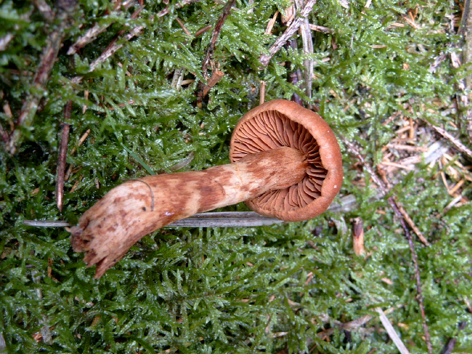 Cortinarius speciosissimus